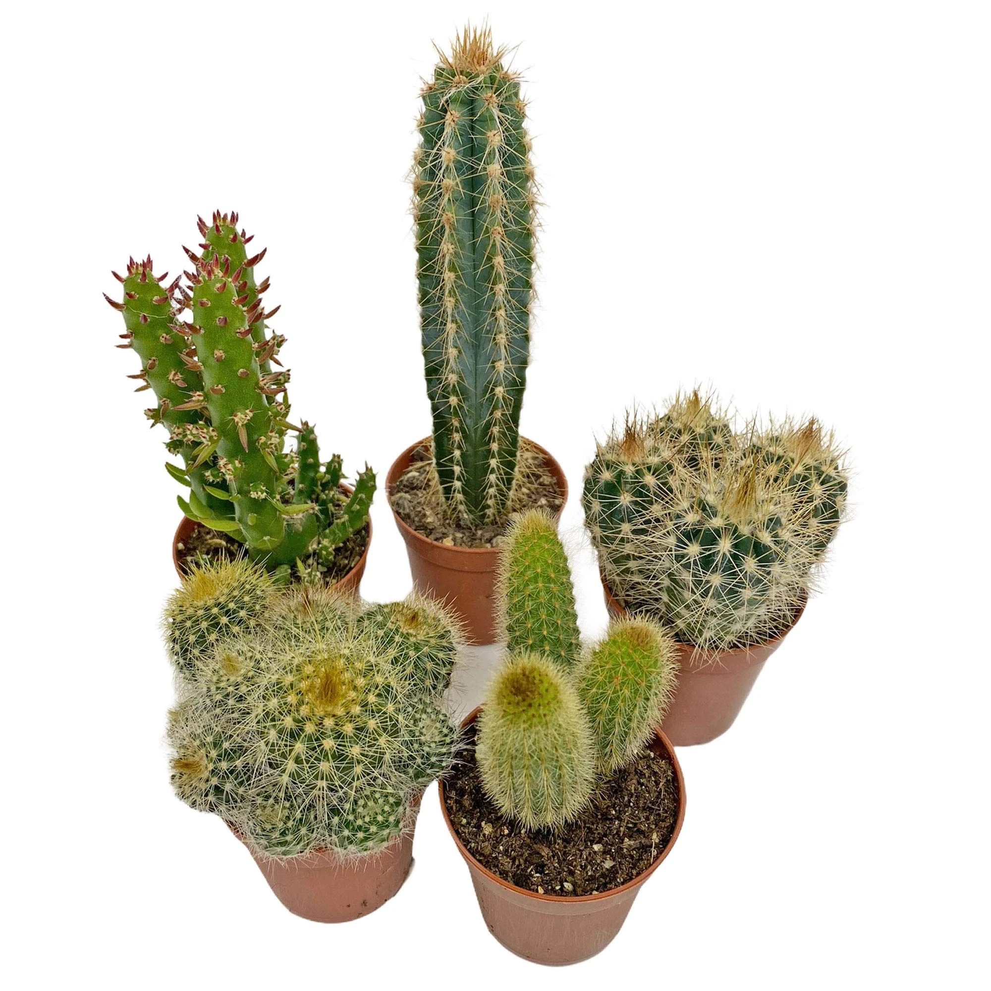 5 Cactus Plants Potted Cacti Houseplants Mixed Indoor Plant Selection