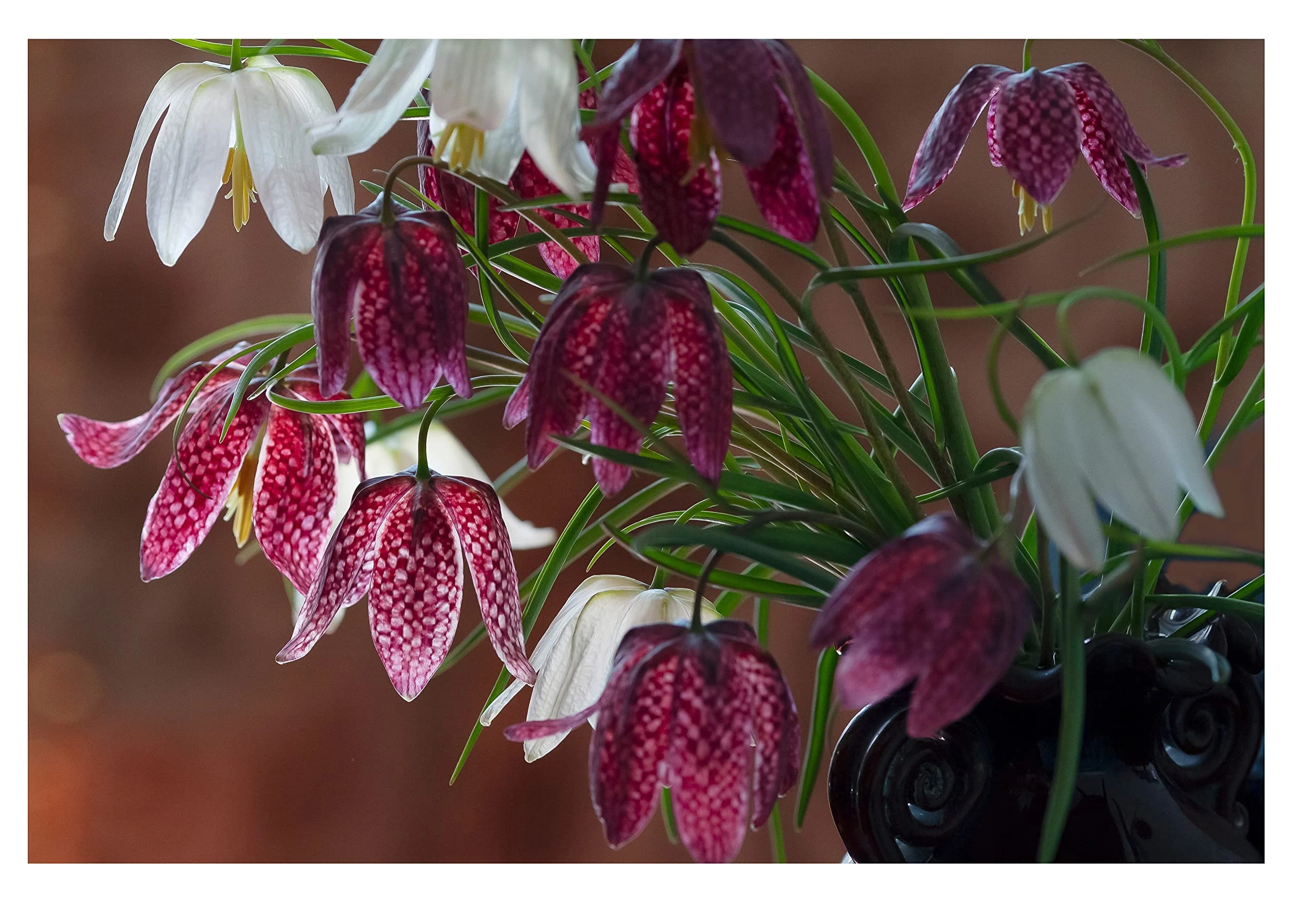 10x Fritillaria Meleagris Mixed Spring Flowering Bulbs Snakes Head Lily Hardy Perennials