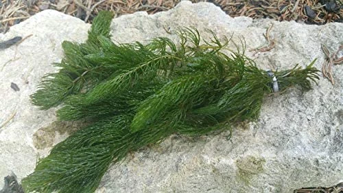 Lincolnshire Pond Plants Ltd Ceratophyllum (Hornwort) Oxygenating Pond Plant - Native Oxygenator (25 Bunches)