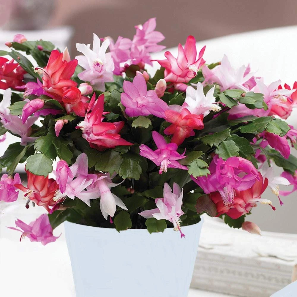 Christmas Cactus Multi Colour - Schlumbergera with Quattro Flower Colours - Arrives in a 14cm Pot