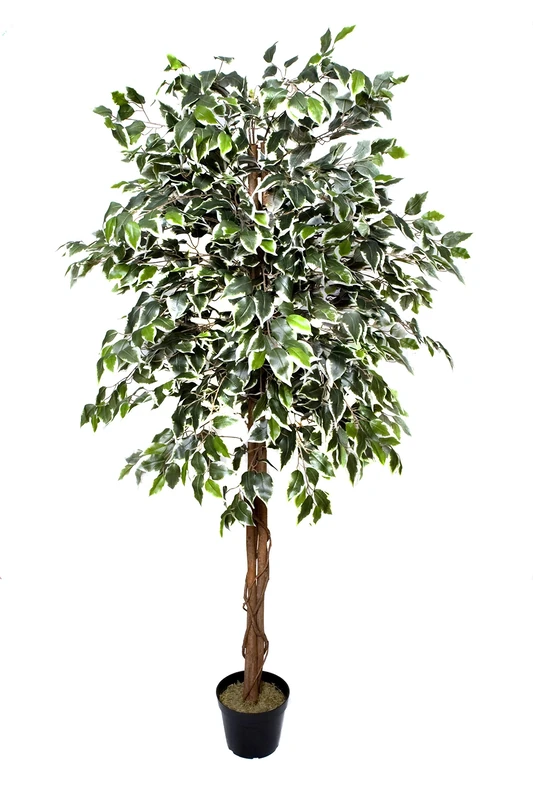GreenBrokers Premium Artificial Variegated Ficus Tree 180 cm Potted Plant, Green, 180cm