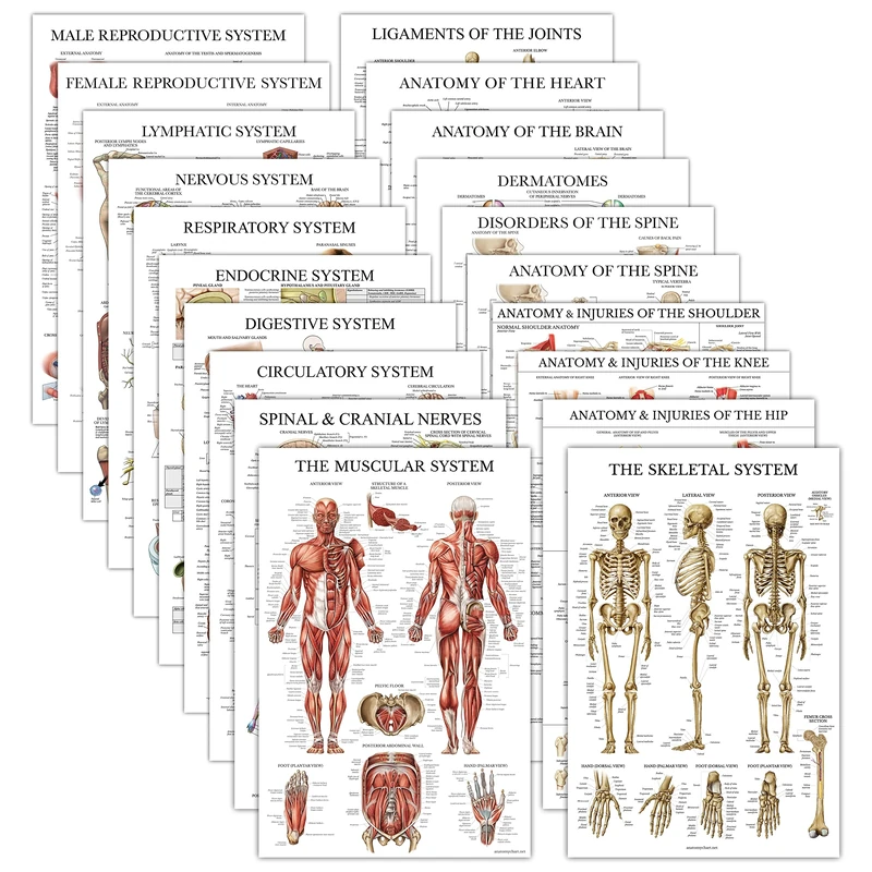 20 Pack - Anatomical Posters - Laminated - Muscular, Skeletal, Digestive, Respiratory, Circulatory, Endocrine, Lymphatic, Male & Female, Nervous, Spinal Nerves, Anatomy Charts - 18" x 24"