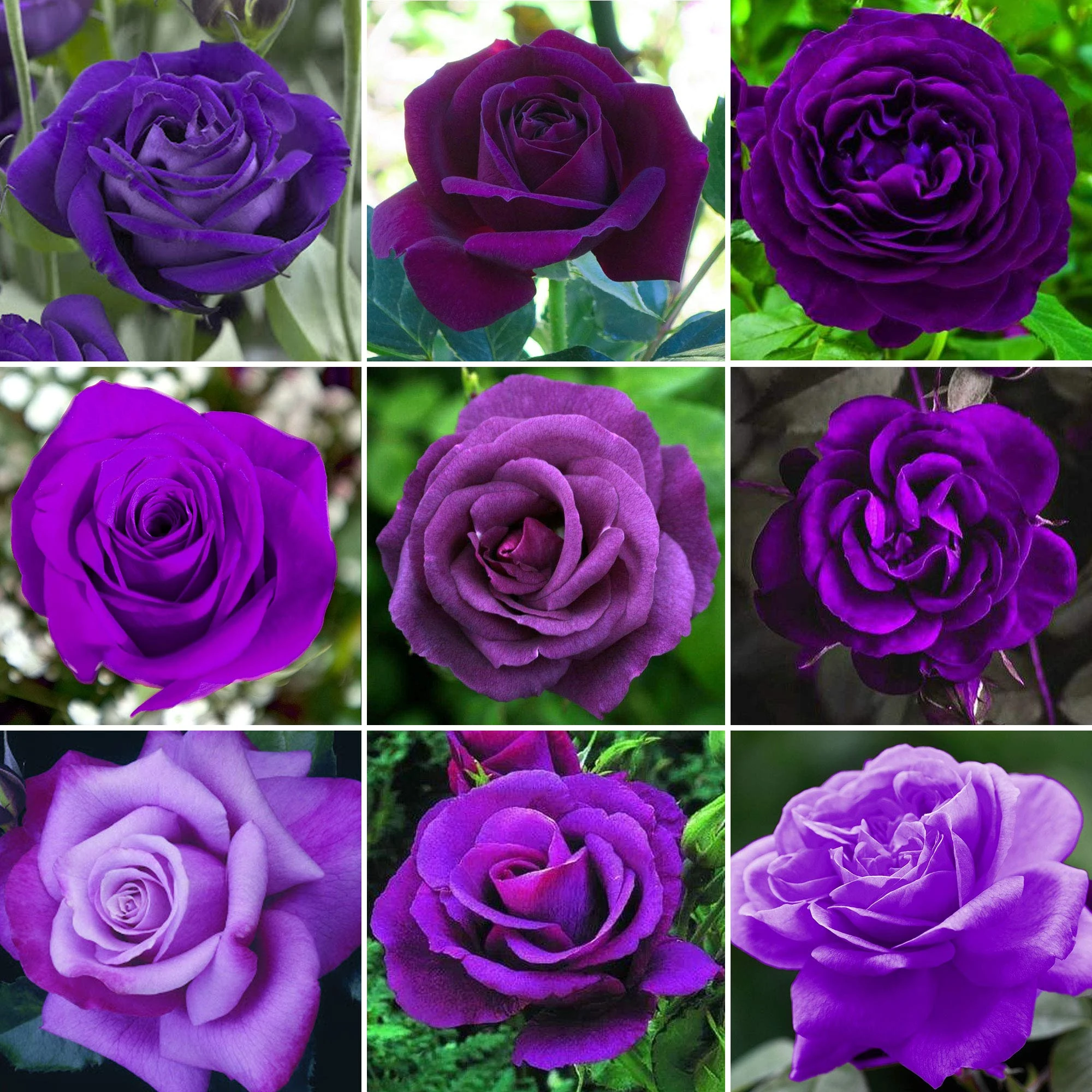 GardenersDream Purple Rose Bush Potted - Outdoor Plants Ready to Plant - Climbing Roses for Garden with Fragrant Flower Rose Trees - Colourful Roses for Outdoor Garden - (20-50cm Incl. Pot)
