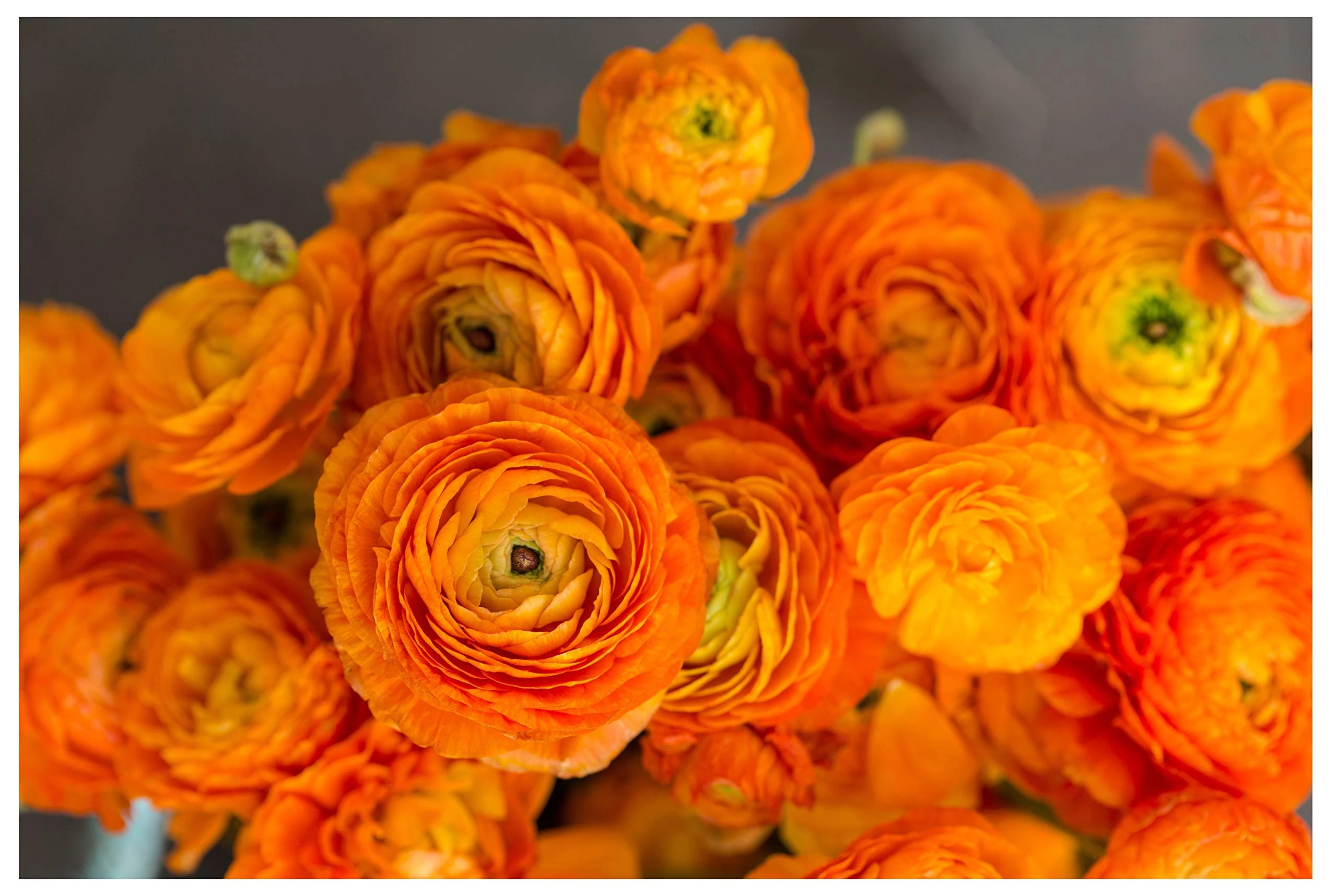 10x Ranunculus Asiaticus Orange Persian Buttercup Spring Summer Flowering Aviv Perennial Garden Bulbs Hardy Corms Size 5/6