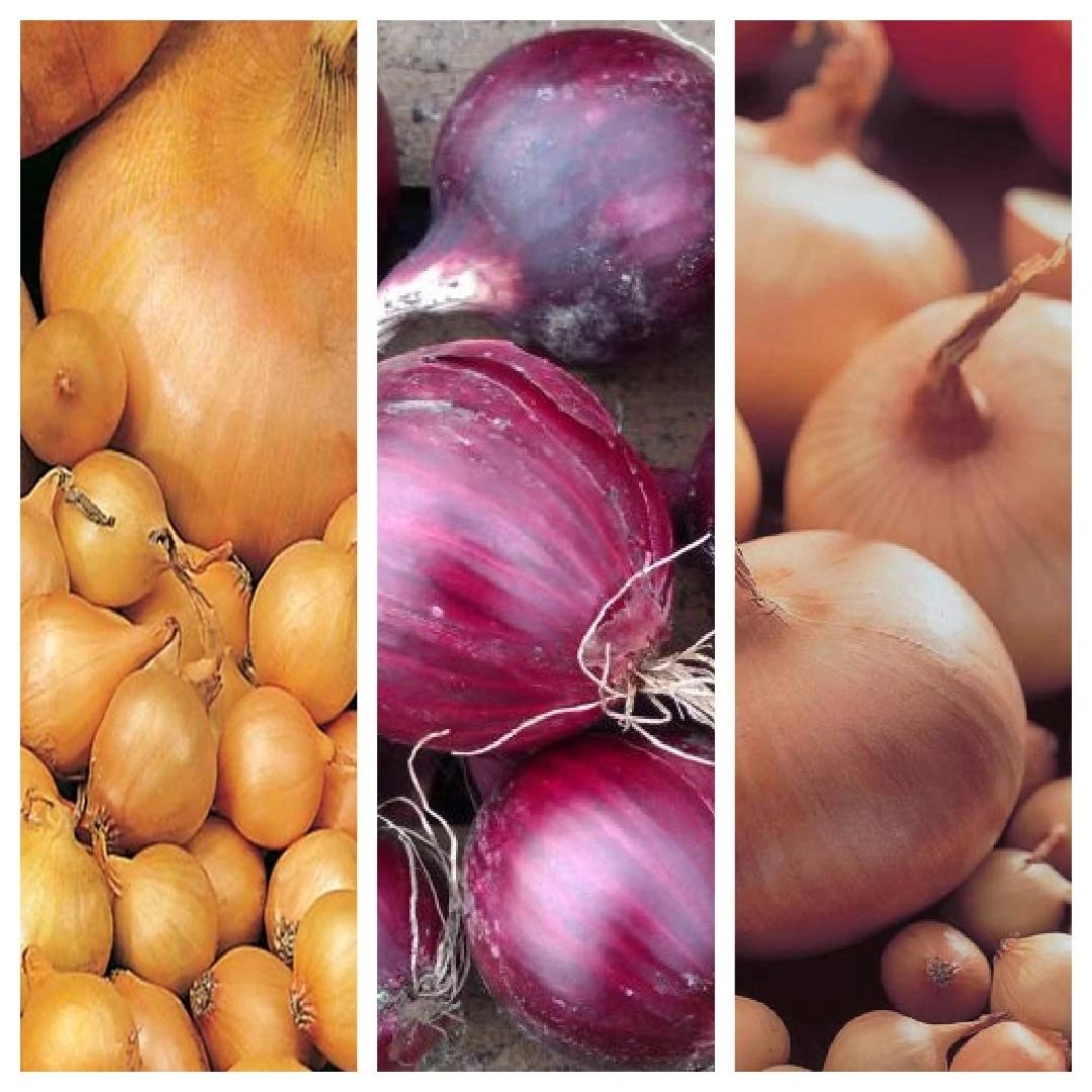 Winter Onion Sets Mix Approx. 750g – Planting Red, Yellow Onion Includes Varieties Like Red Baron, Centurion & Stuttgarter Giant - High Yielding - Autumn Planting for Overwintering