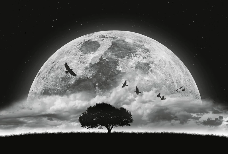 A.S. Création Wallpaper - Night Sky Full Moon Wallpaper in Black, White and Grey - Various Rooms - Non-Woven Wall Chart XXL 384 x 260 cm