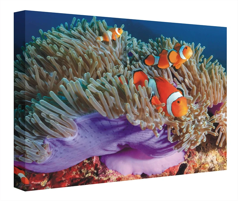 CCRETROILUMINADOS Ocean Backlit Picture