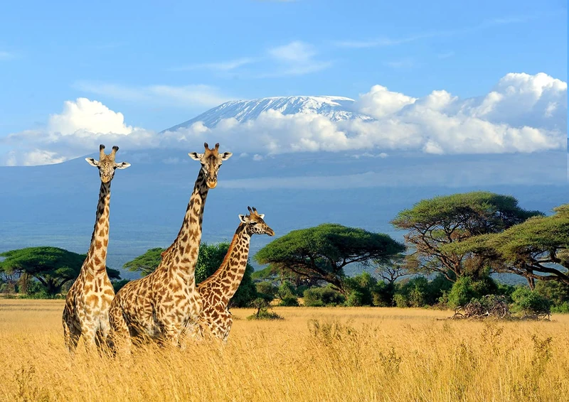 papermoon Giraffe Kilimanjaro Non-Woven Photo Wallpaper Digital Print Including Paste Various Sizes