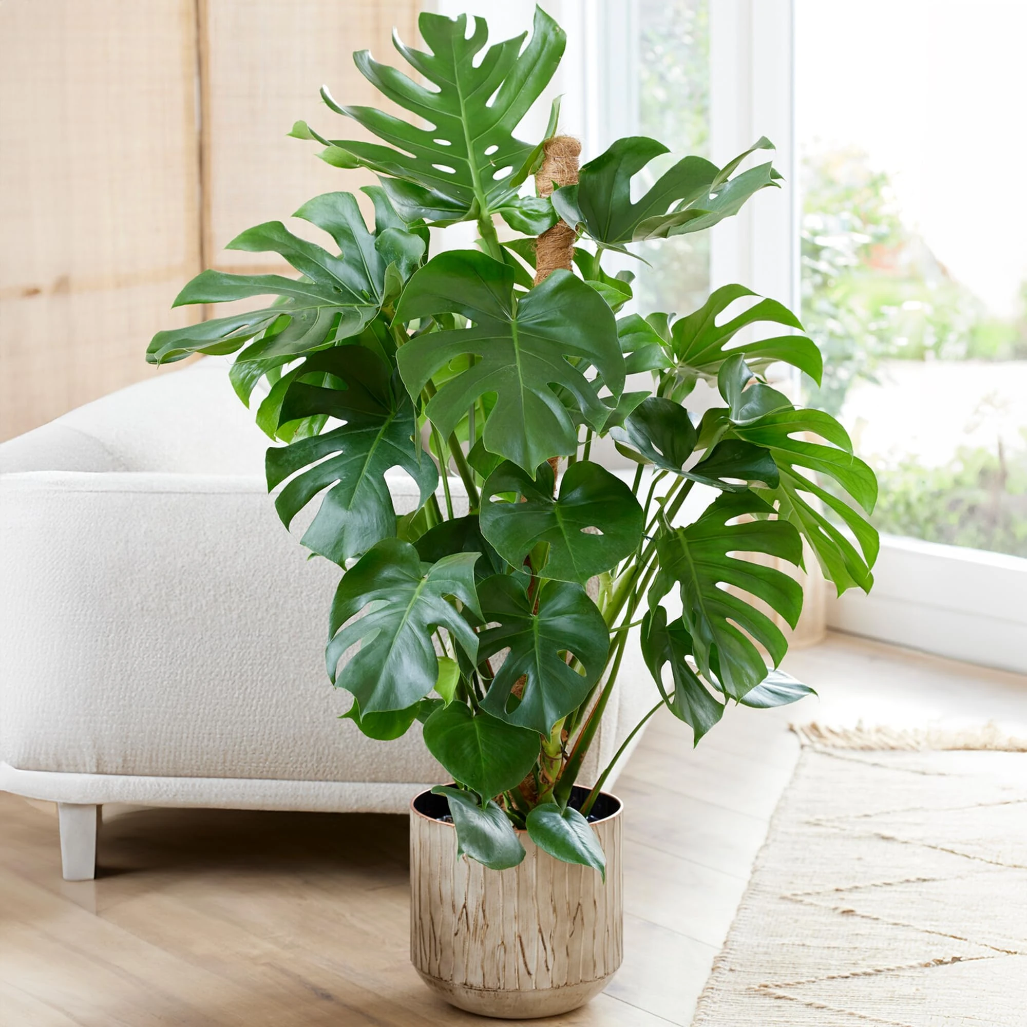 Monstera Swiss Cheese Plant | Air-Purifying Houseplant | (40-50cm Incl. Pot)