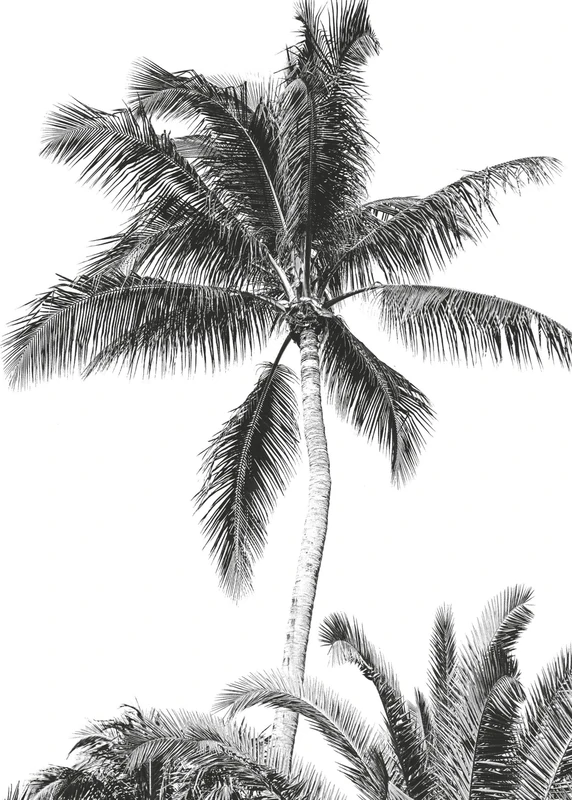 Komar IAX4-0011 Non-Woven Photo Wallpaper with Retro Palm Tree Design 200 x 280 cm (Width x Height) Black/White