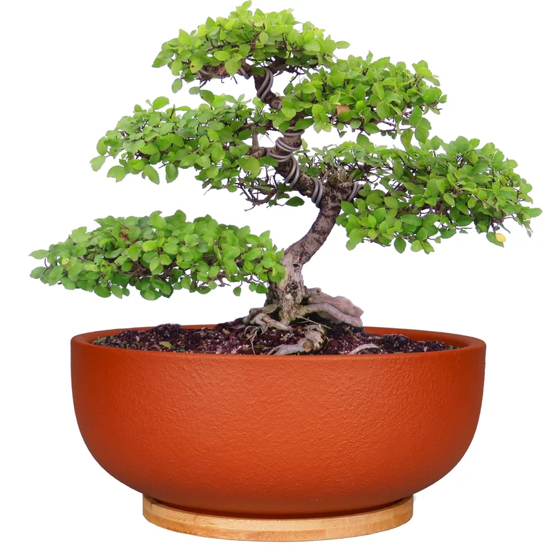 SQOWL 25cm Large Terracotta Plant Pot,Clay Succulent Bonsai Planter with Drainage Hole and Bamboo Saucer for Indoor Plants - Image 1