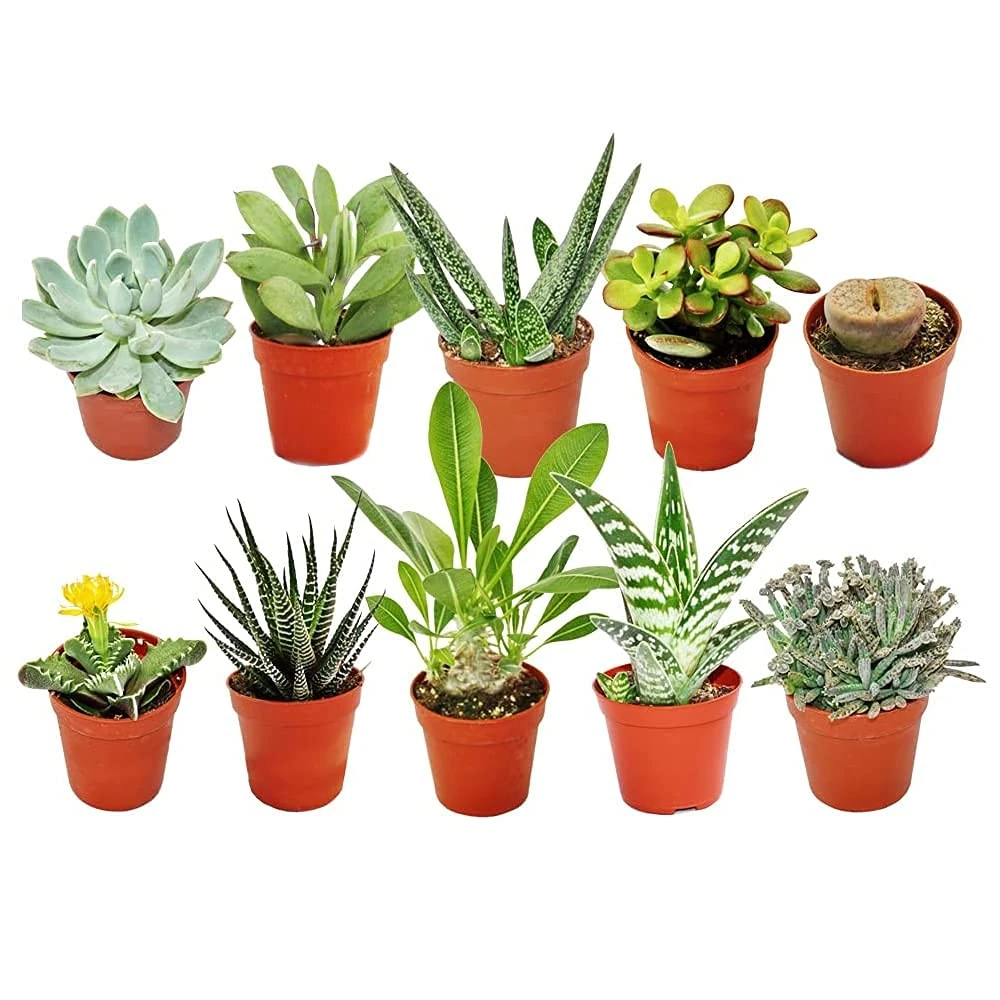 GardenersDream 10x Mixed Succulent Cactus House Plants with Plant Care Guide - Real Air Purifying Indoor Plants for Desks, Shelves, and Windowsills - Great Gift for Plant Lovers (5-15cm incl. Pot)