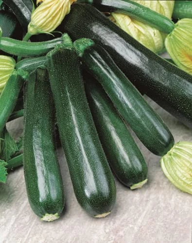 Simply Garden Courgette Black Beauty Vegetable Seeds Grow Your Own Garden