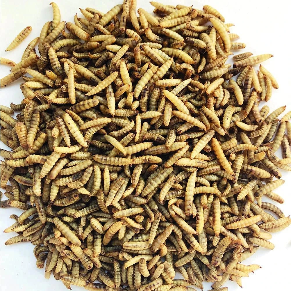 Superpet Dried Calciworms – High-Calcium Protein Treats for Birds, Fish, Reptiles & More, Similar to Mealworms (5Kg Approx 25L)
