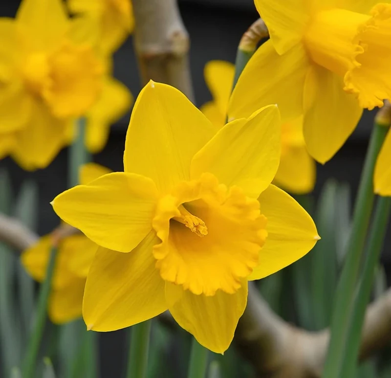 Daffodil Golden King Alfred Garden Plant Hardy Bulb Flowering Garden Plants Easy to Grow Your Own 20x Bulbs by Thompson and Morgan (20)