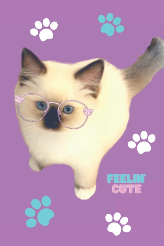 Feelin’ Cute: 6”x9” Softcover matte notebook/journal with a cute Ragdoll Kitten on the front cover.