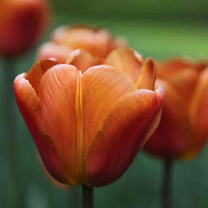 Tulip Single Triumph Late Brown Sugar Garden Plant Hardy Bulb Flowering Garden Plants Easy to Grow Your Own 10x Bulbs by Thompson and Morgan