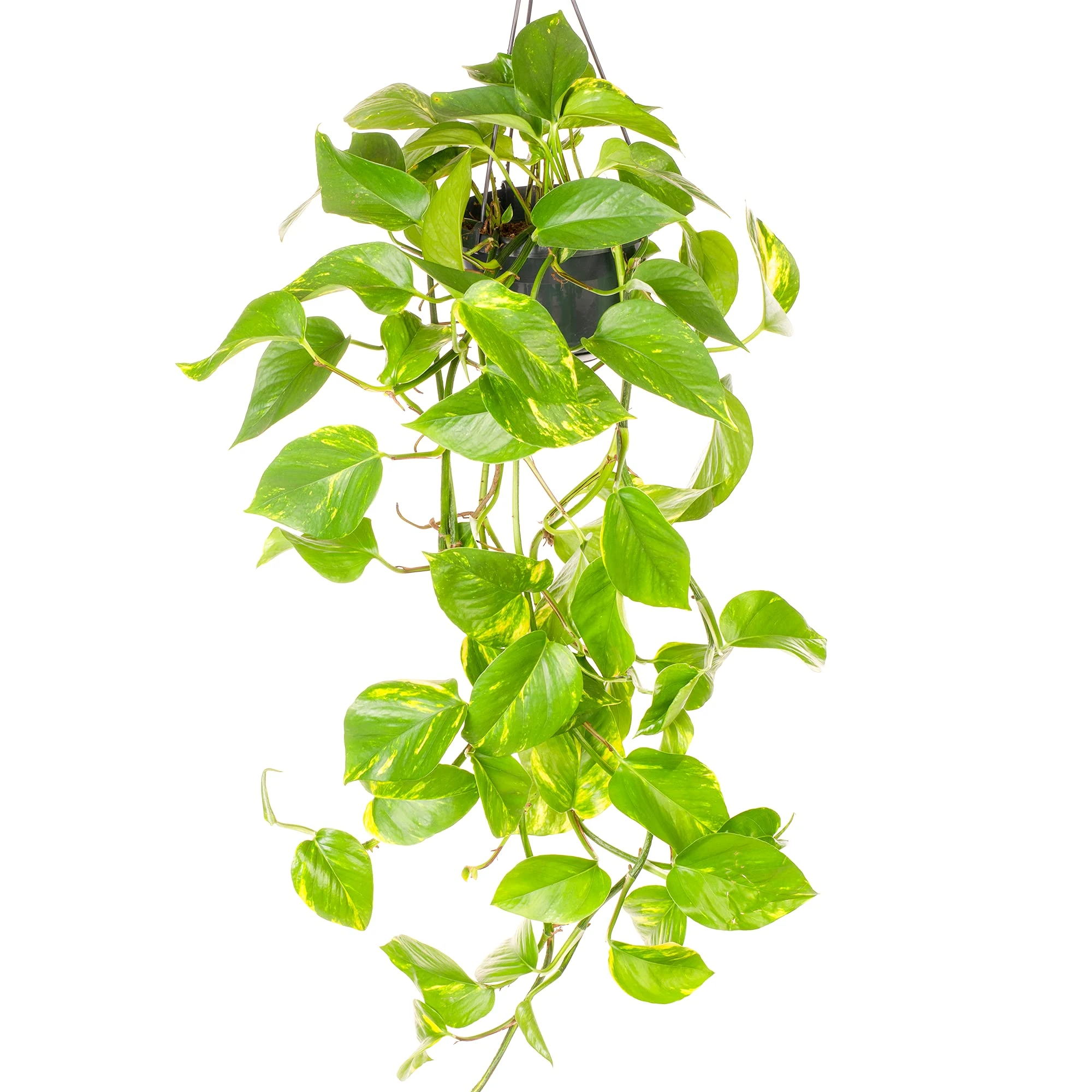 GardenersDream Epipremnum Aureum Plant - Live Devil's Ivy Indoor Trailing Plants - Decorative Hanging Indoor Plants for Home and Office - Gifts for Plant Lovers (15 cm Hanging Basket Included)
