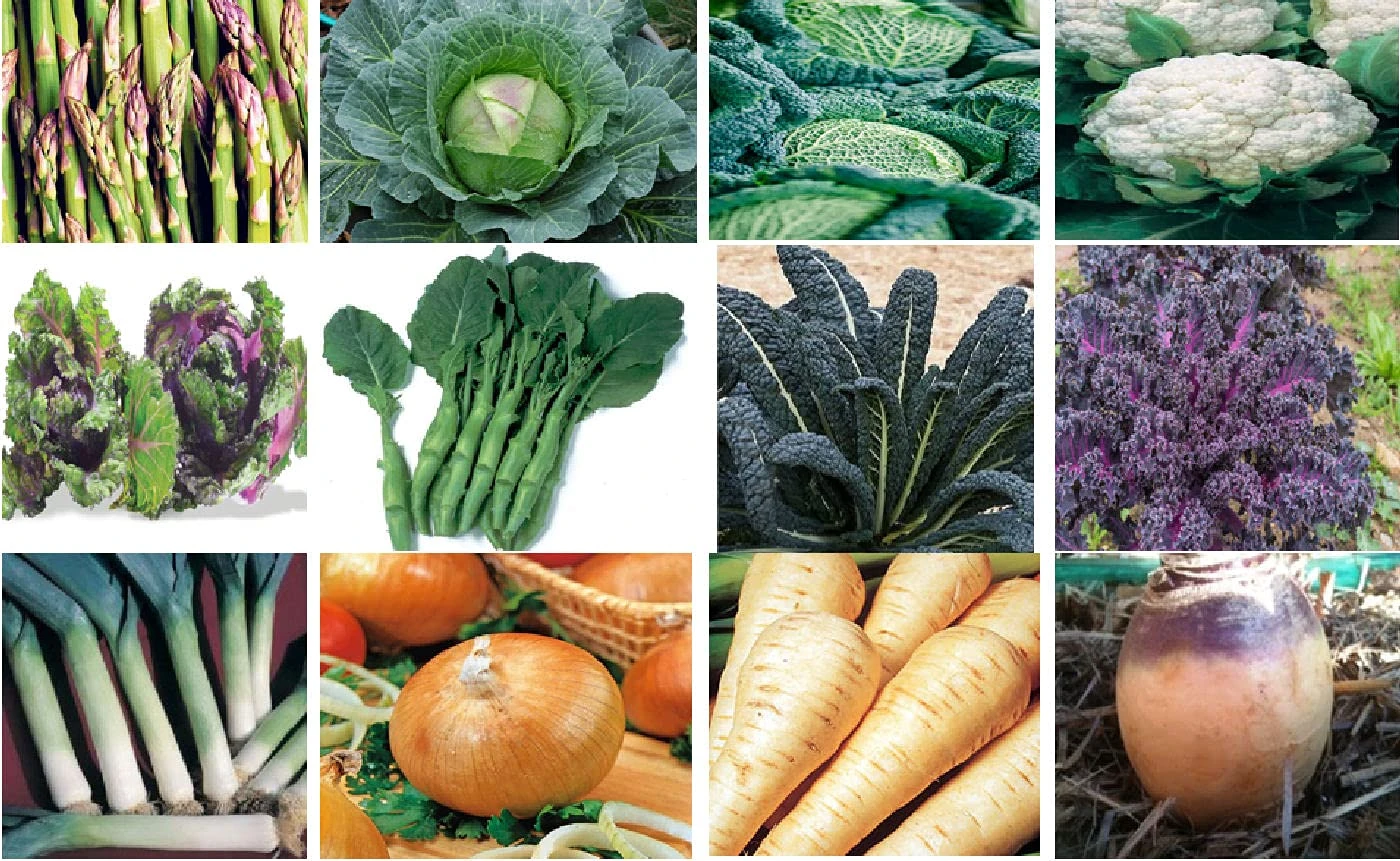 Viridis Hortus - 12 Pack Winter Vegetable Seed Collection - Cabbage Savoy, Kalettes, Cauliflower, Onion, Leek, Parsnip, Kale, Swede...