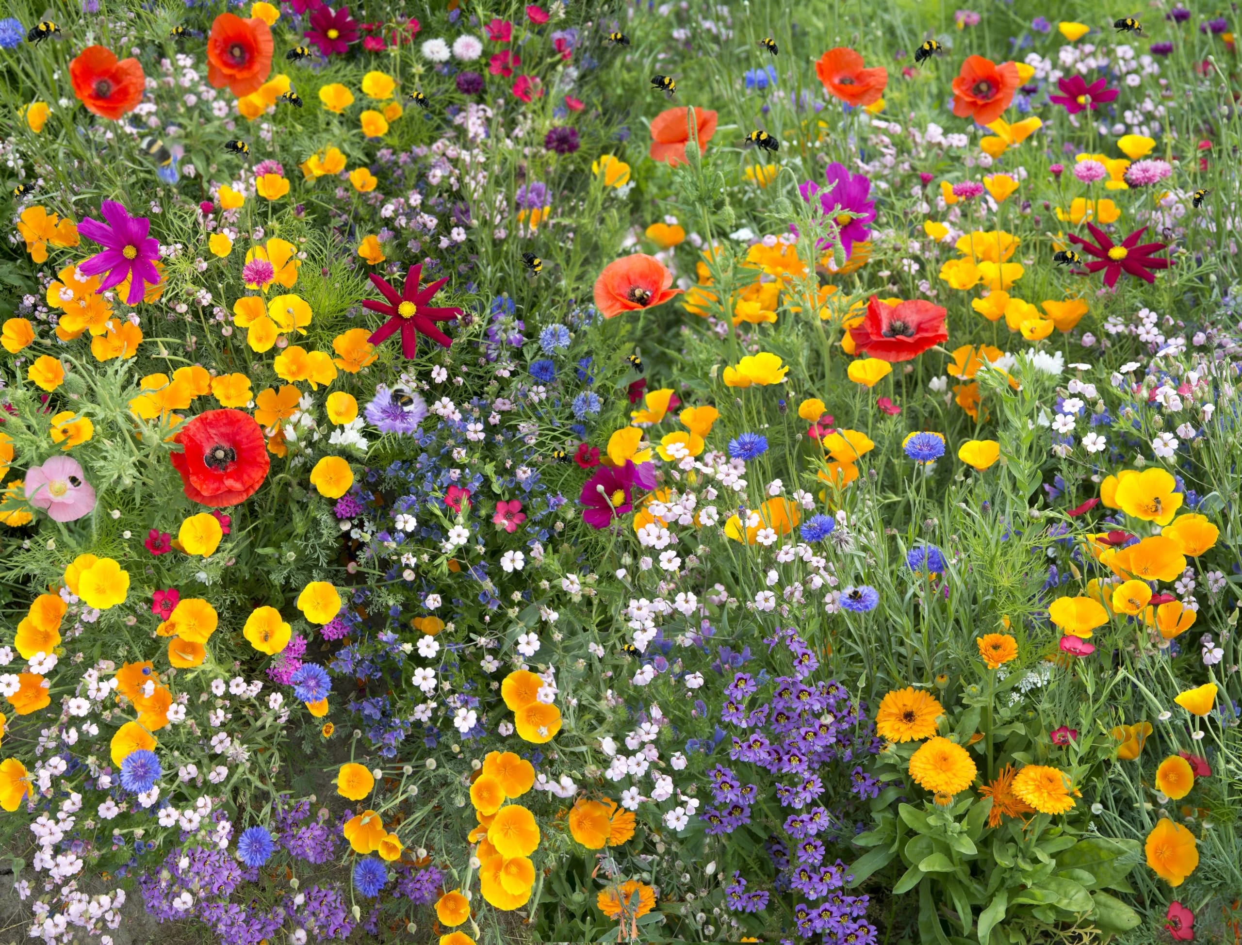 UK Wildflower Seeds Mix - 21 Scented Varieties for Bees & Butterflies, Pure Flower Seeds No Grass (Garden & Meadow Mix) Bulk Order 3kg