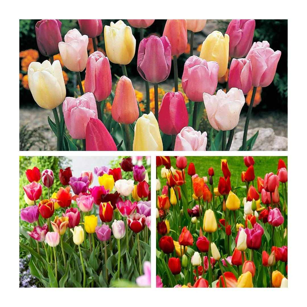Triumph Tulip Mixed Flower Bulbs. Size 10/11. Beautiful Bright Spring Flowers. (15)