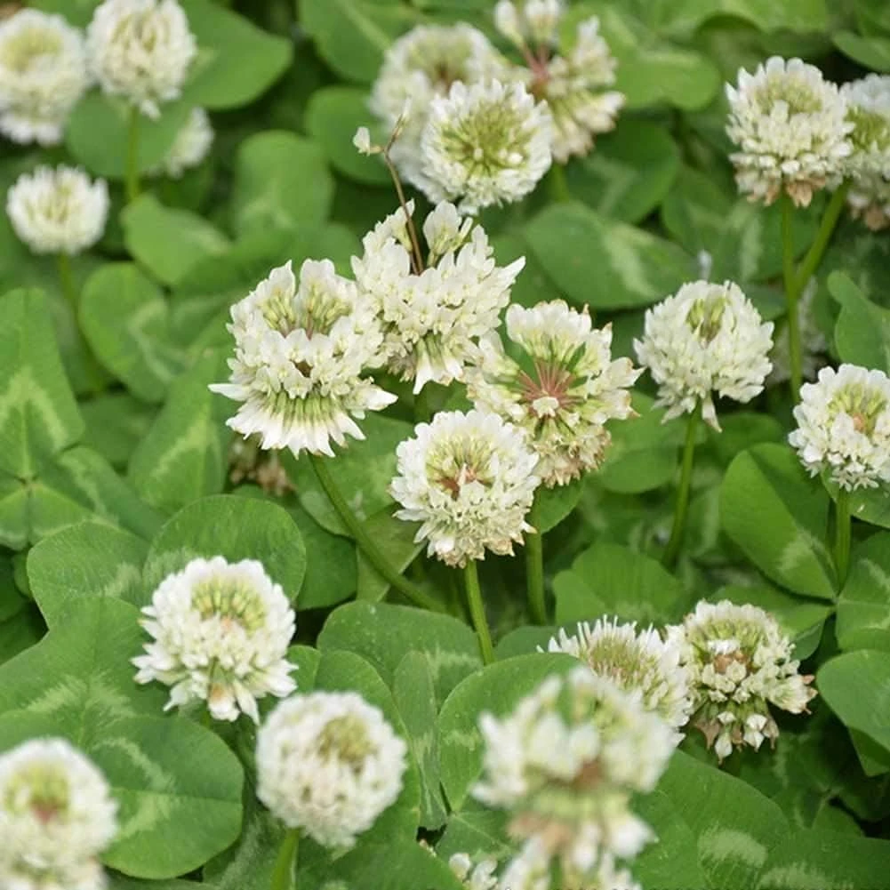 White Clover UK Wildflower Plants Seeds Grass Clover Oxalis Flower Plants Warriors 3000 Seeds