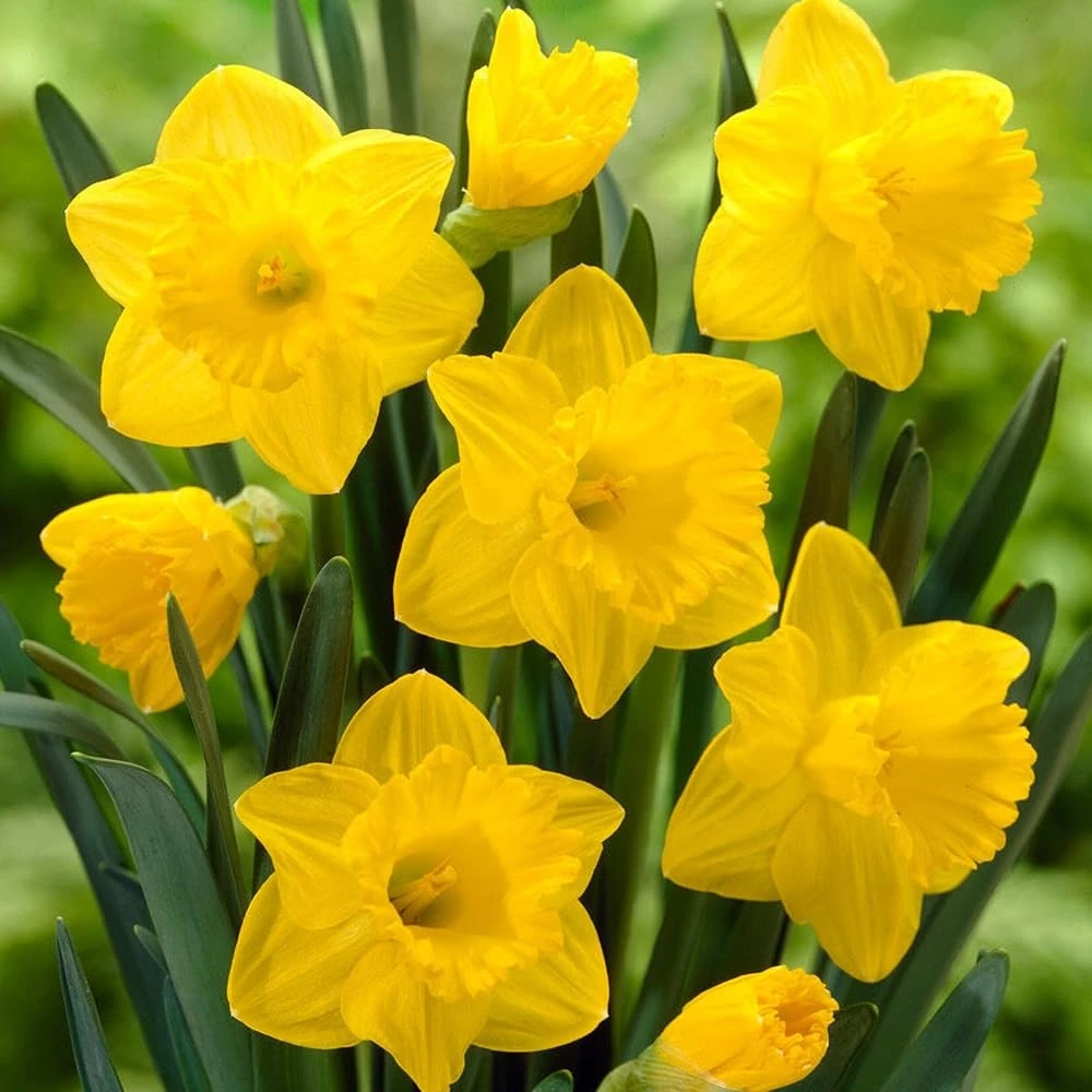 20 Daffodils Yellow Trumpet Bulbs - Long Lasting Large Yellow Flowers - Early Blooming Spring Variety – Perennials - Come Back Year After Year - for Your Beautiful Garden