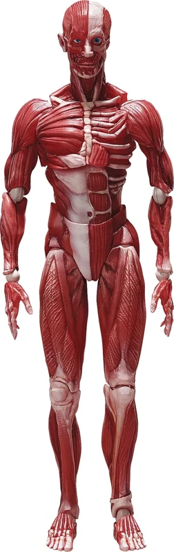 FREEing Human Anatomical Model Figma Action Figure,Multicolor