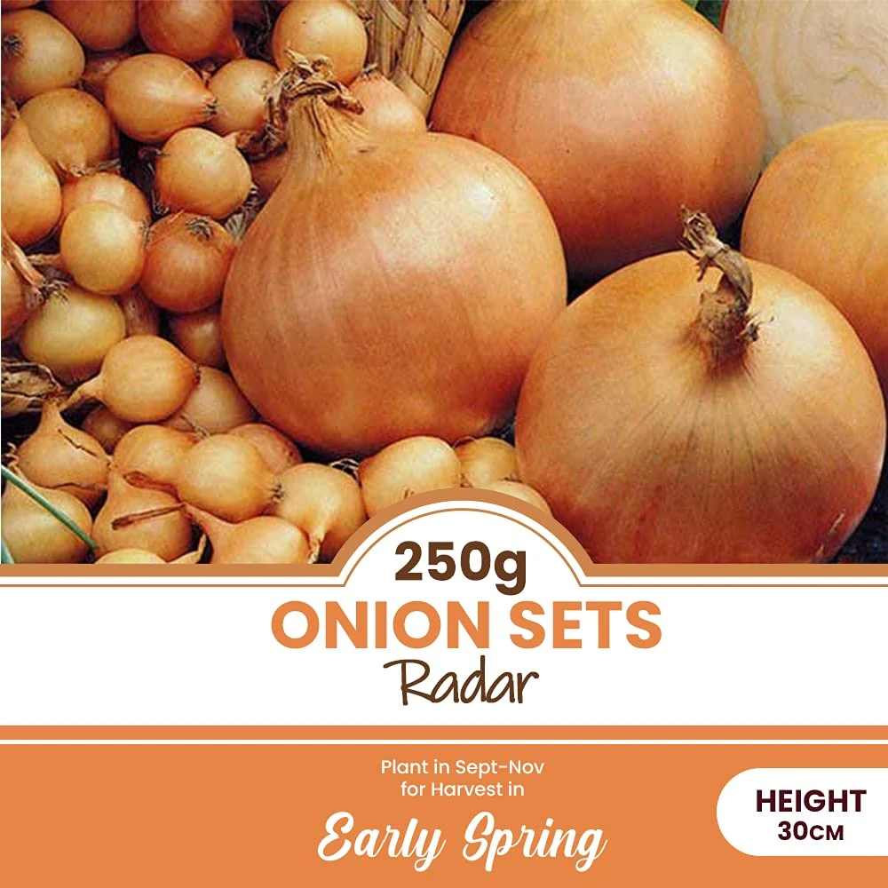 schone 250 Grams Onion Sets Radar – Long Standing Favourite for Autumn Sown Onions – Perennial Reliable Top Performer – Mild Flavour & Excellent Storage – for Your Garden, White