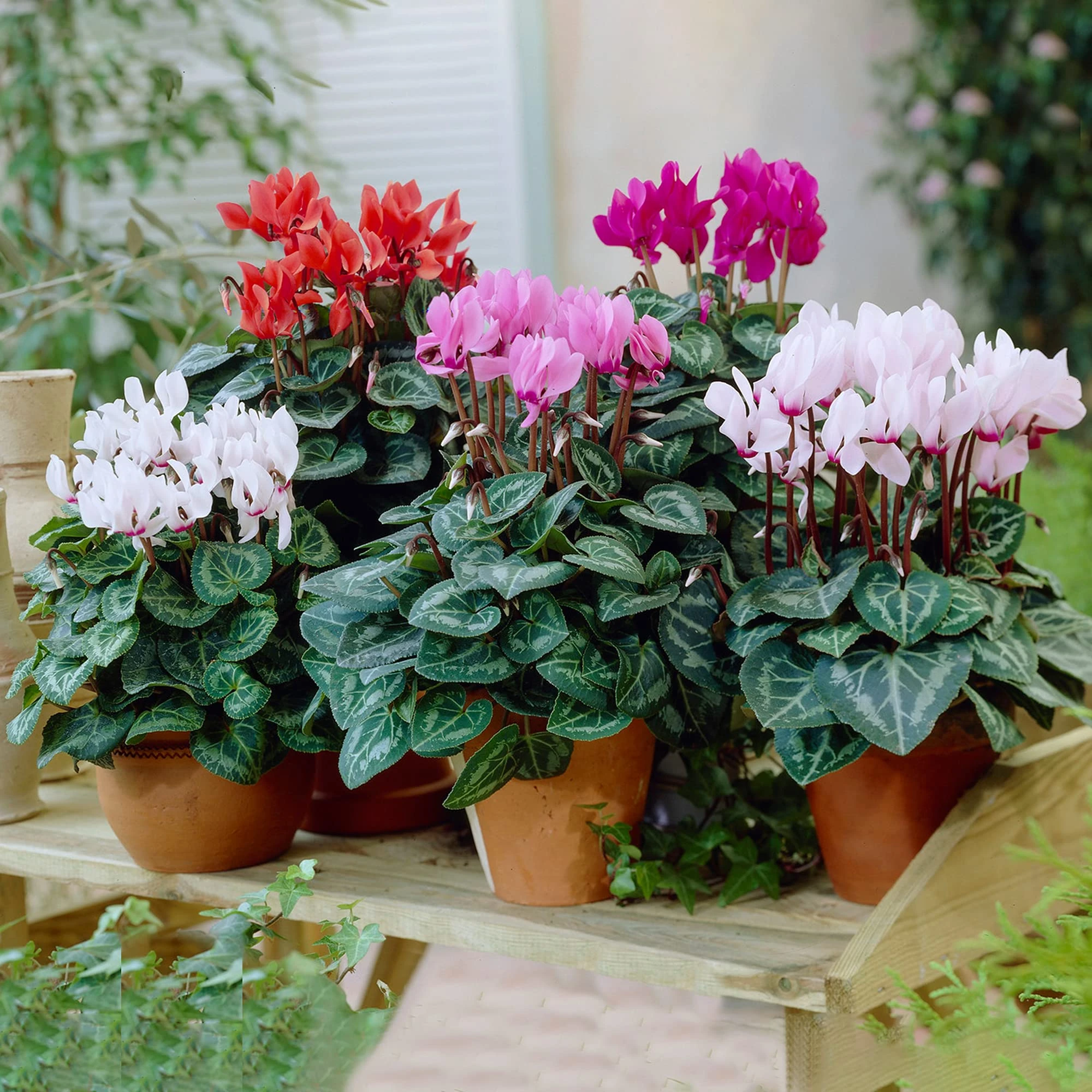 Cyclamen Plants - Hardy Winter Flowering Perennials - Outdoor Plants for Gardens & Pots - Large Colourful Winter Bedding for Outdoor Garden and Ready to Plant (13cm Pot, 6 Plants)