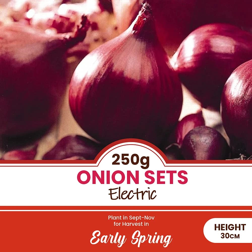 schone Onion Sets Electric – 250 Grams – Over Wintering Autumn Planting Onion - Great Addition to Your Salads – Sweet Flavour – for Your Beautiful Vegetable Garden, Red
