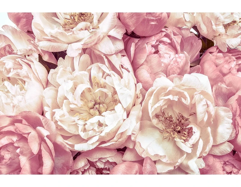 Komar Non-Woven Photo Wallpaper - Peonies - Size 368 x 254 cm (Width x Height), 4 Pieces - Includes Paste - Wallpaper/Flowers/Blossom for Living Room/Bedroom - XXL4-091