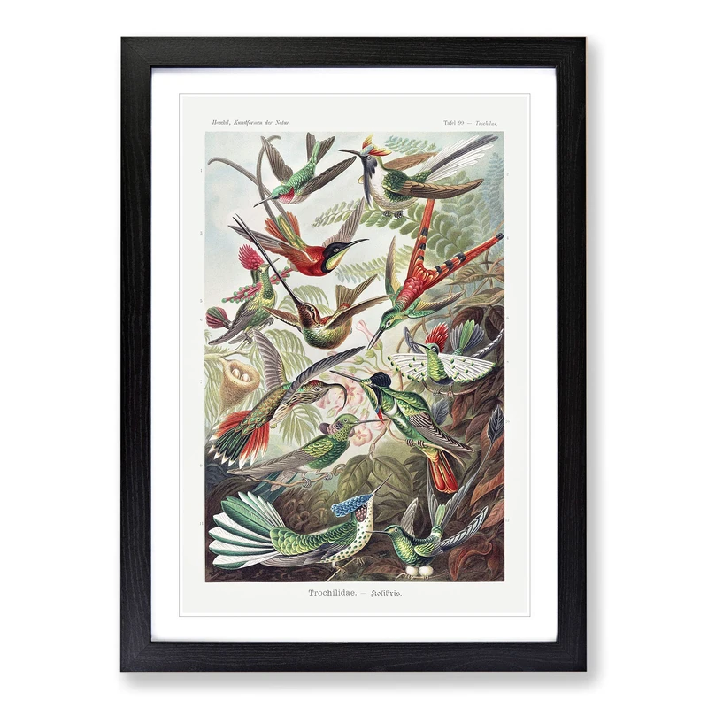 Study of Kingfisher Birds by Ernst Haeckel Framed Print | A2 Black Framed Wall Art | Ready to Hang | Modern Nature Picture | Living Room Bedroom Lounge Office - Image 1