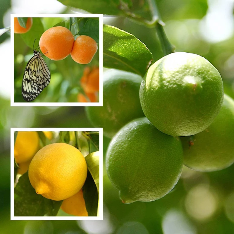 Orange, Lemon and Lime Collection, 20-30cm Tall Including 9cm Pots