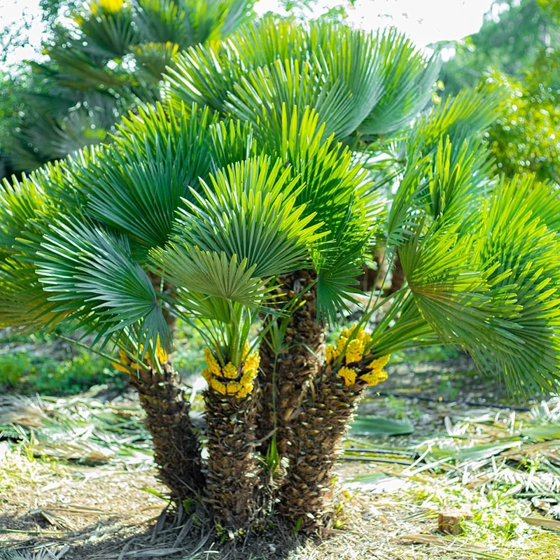 You Garden - Pair of Hardy Fan Palms (Chamaerops humilis) 60-80cm Tall in 14cm Pot, Exotic Dwarf Palm for UK Gardens
