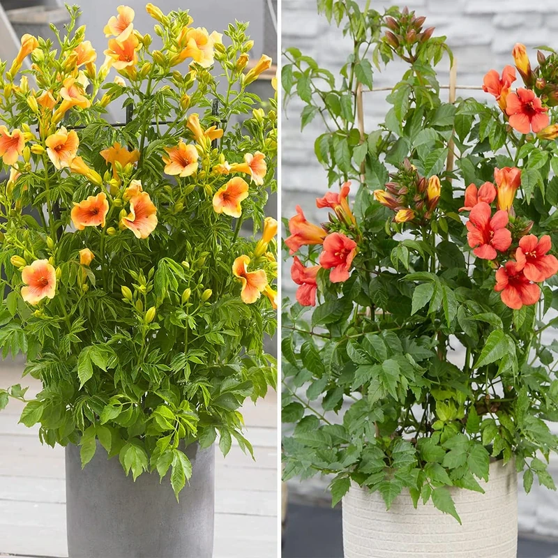 Pair Campsis Yellow & Red in 1.5 Litre Pots