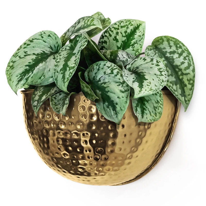 Allegorie Metal Wall Planter | Indoor or Outdoor Hanging Plant Pot | Farmhouse Decor & Boho Kitchen Decoration for Herbs & Succulents and Living Wall 12x7 (Gold) - Image 1