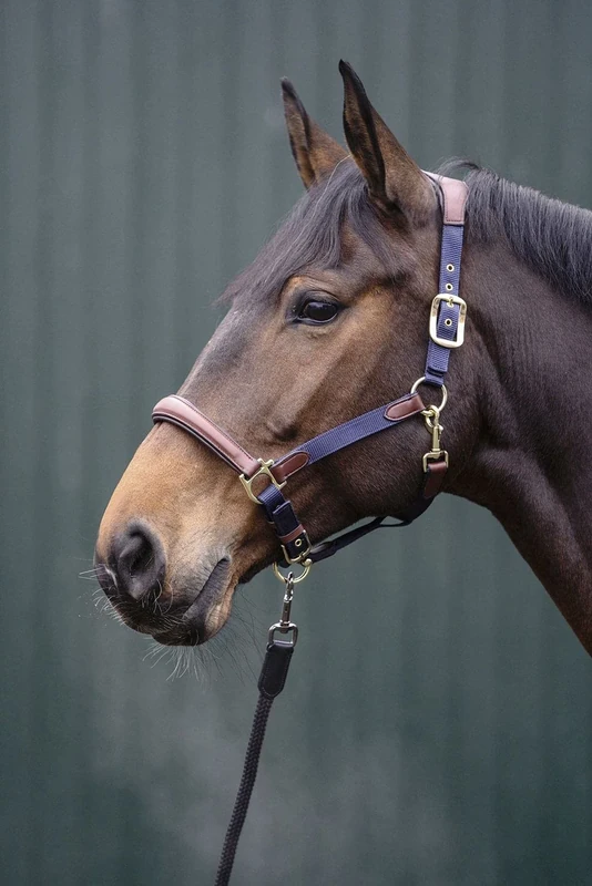 HKM Luna Halters Dark Blue/Brown Warmblut