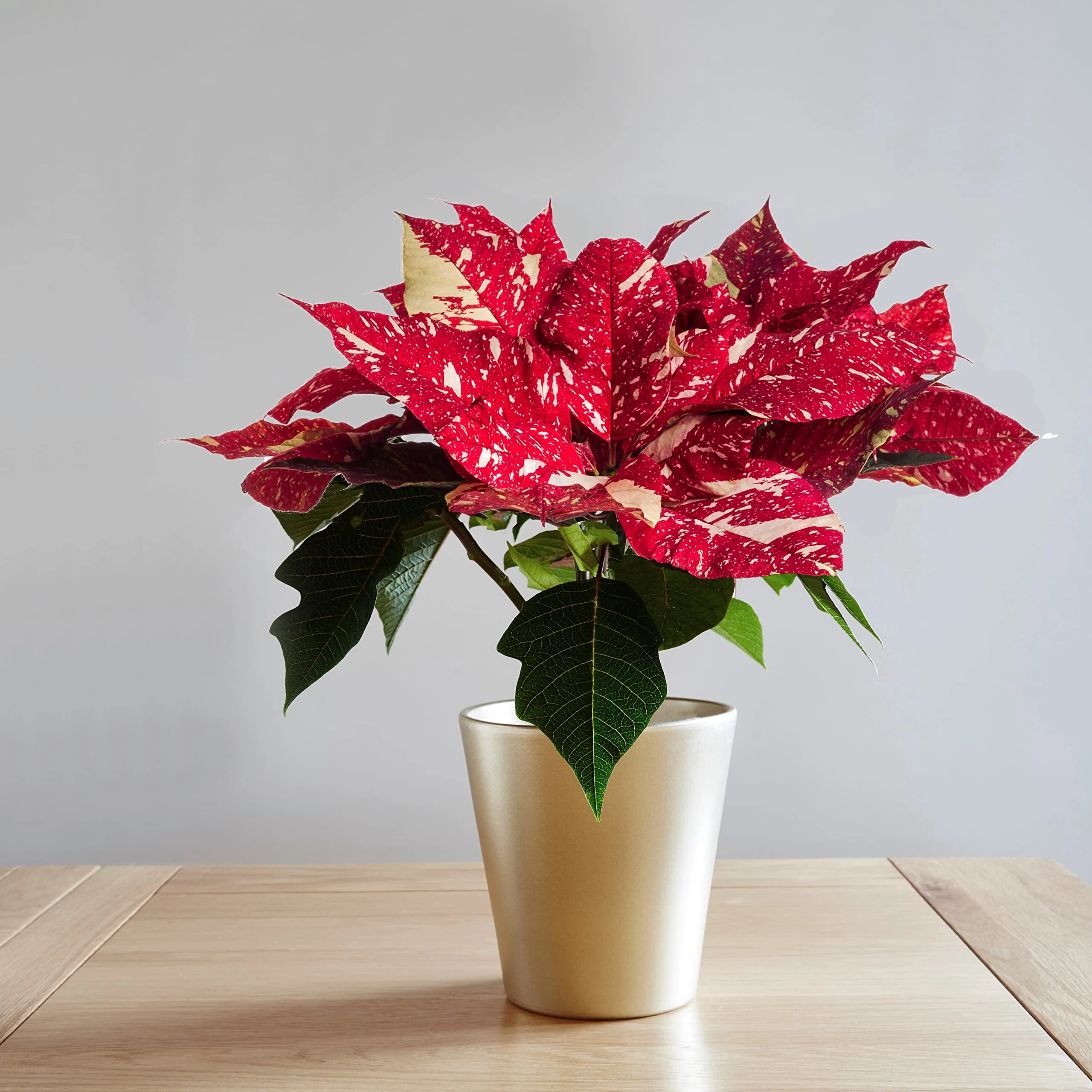 Poinsettia Plant - Superba Glitter | Real Festive Christmas House Plants | Indoor Potted Plants (40-60cm Incl. Pot)