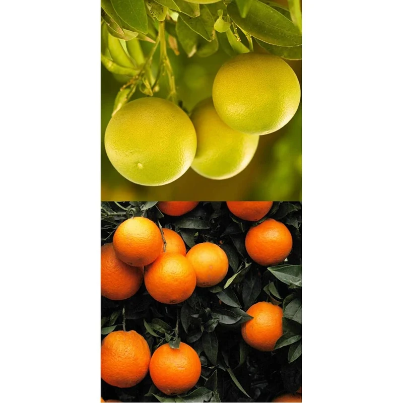 Grapefruit and Blood Orange Citrus Fruit Tree Bundle - Image 1