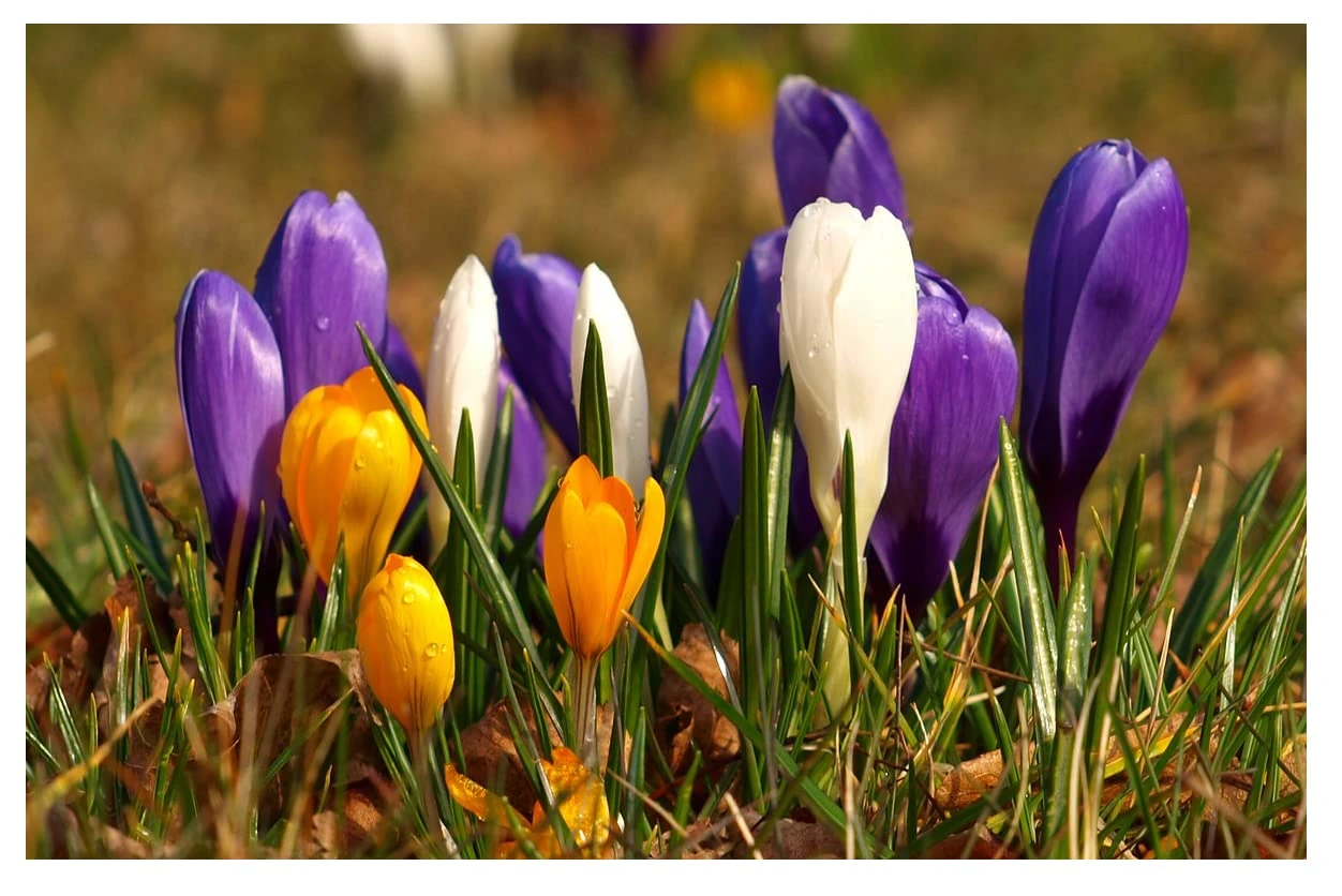 20 x Crocus Large Flowering Mixed Spring Bulbs Early Flowers Ready for Planting Now Colourful Hardy Perennial Bee Friendly