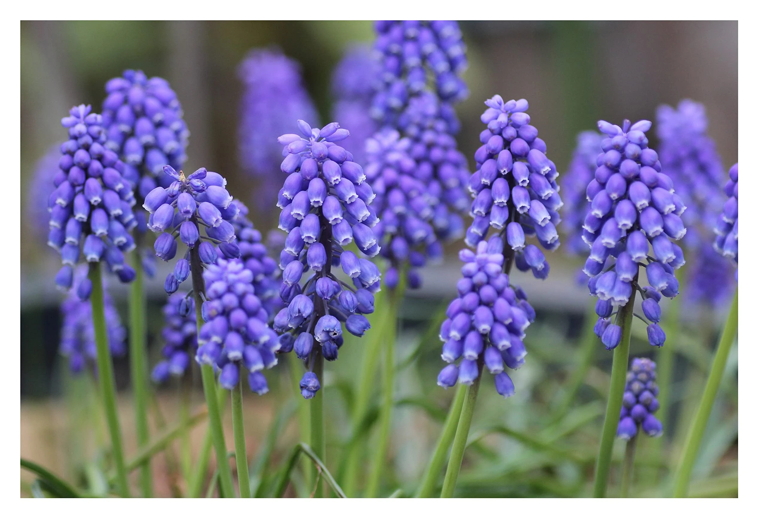 20x Muscari Armeniacum Blue Grape Hyacinth Bulbs Beautiful Garden Patio Balcony Early Spring Flowers Bulbs Ready for Planting Now