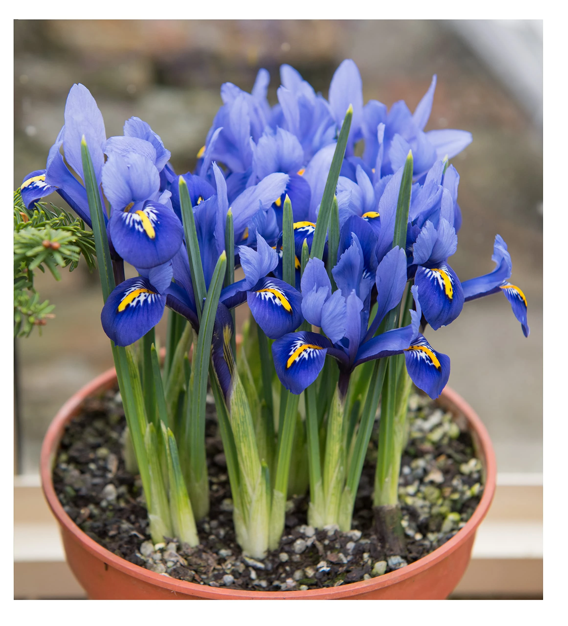 Oliwier's Bulbs 20x Iris Reticulata Harmony Bulbs Dwarf Miniature Blue Flowers Ideal for Rockeries Pots Borders Hardy Early Spring Garden Perennial
