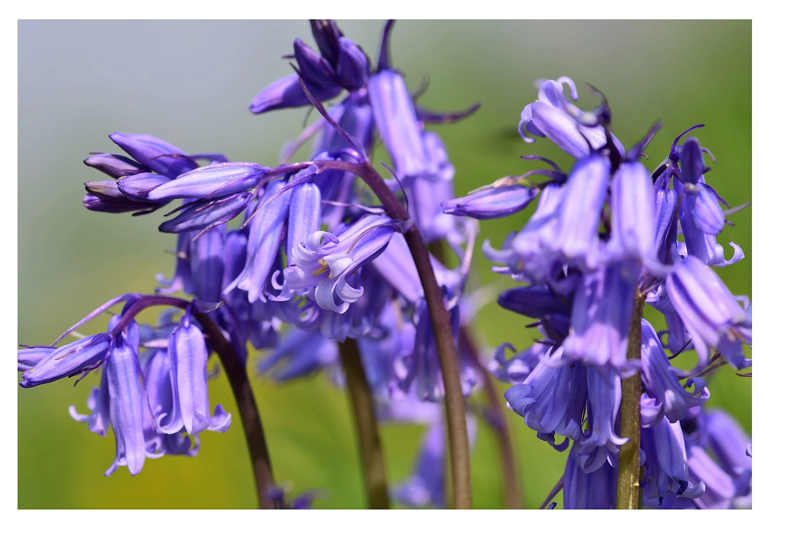 Oliwier's Bulbs 10x English Bluebell Bulbs Hyacinthoides Non-scripta Early Spring Flowering Blue Bell Shape Hardy Flower Bulbs Ready to Plan Now