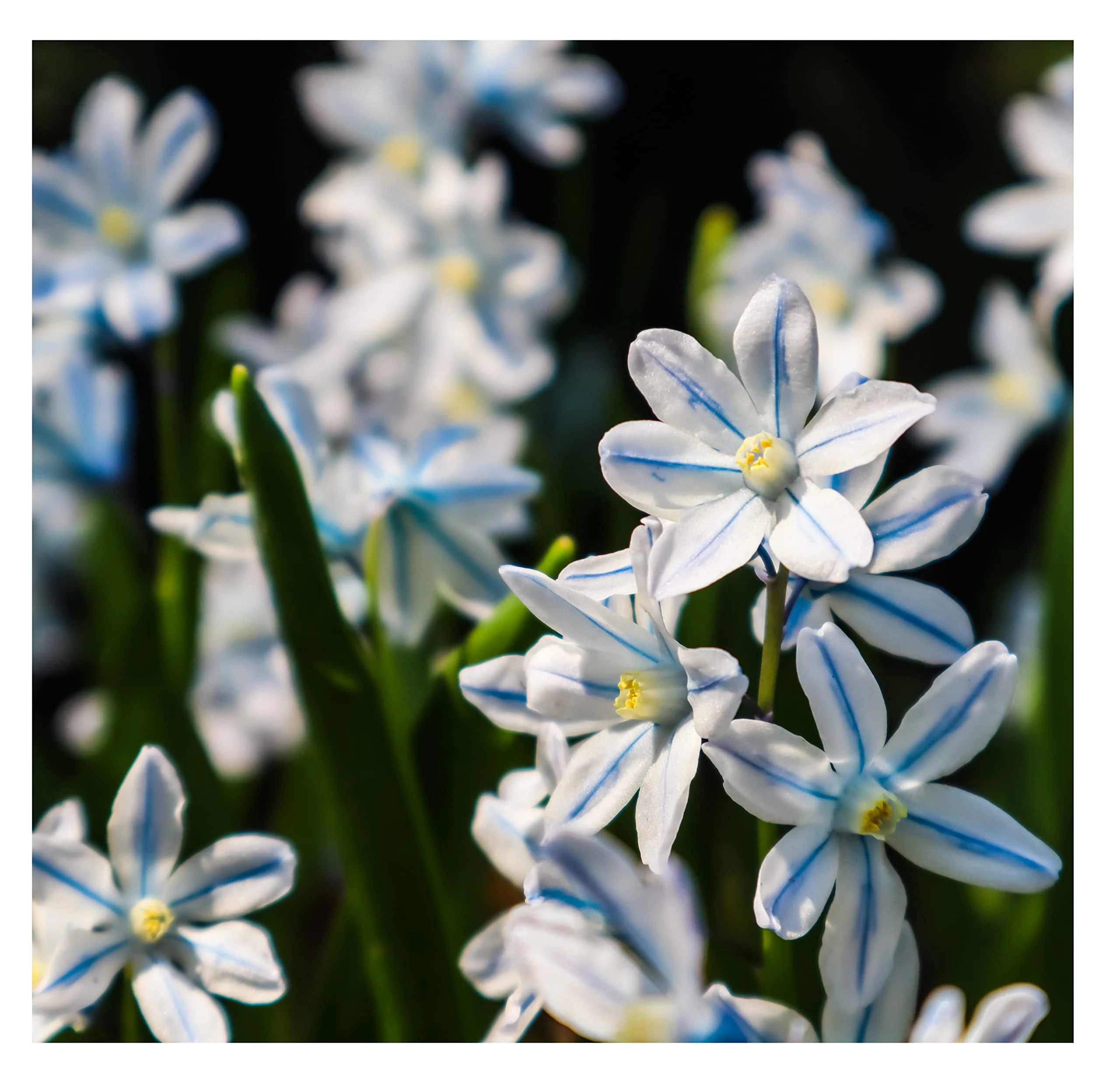 Oliwier's Bulbs 20 x Puschkinia Libanotica Russian Snowdrops Early Spring Flowering Bulbs Blue Garden Perennial Plant