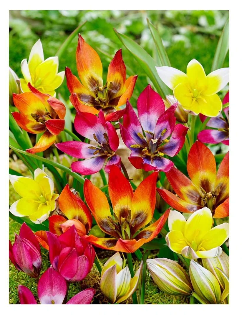 Oliwier's Bulbs 10x Dwarf Tulip Mixed Early Spring Flowering Botanical Tulip Mix Bulbs Beautiful Rockery Garden Patio Balcony Ready for Planting Now