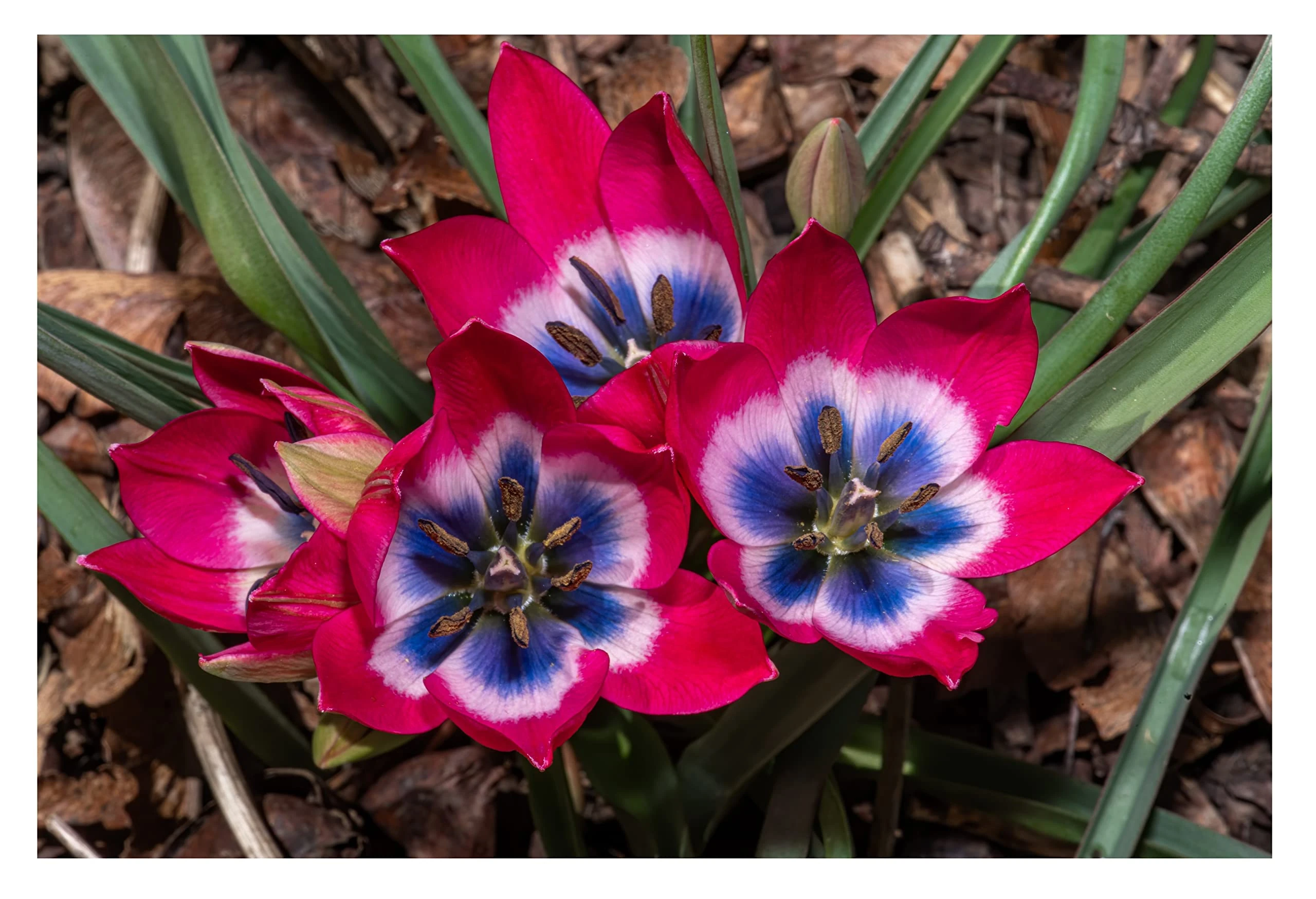 Oliwier's Bulbs 10x Dwarf Tulip 'Little Beauty' Early Spring Flowering Botanical Tulip Bulbs Beautiful Garden Patio Balcony Ready for Planting Now