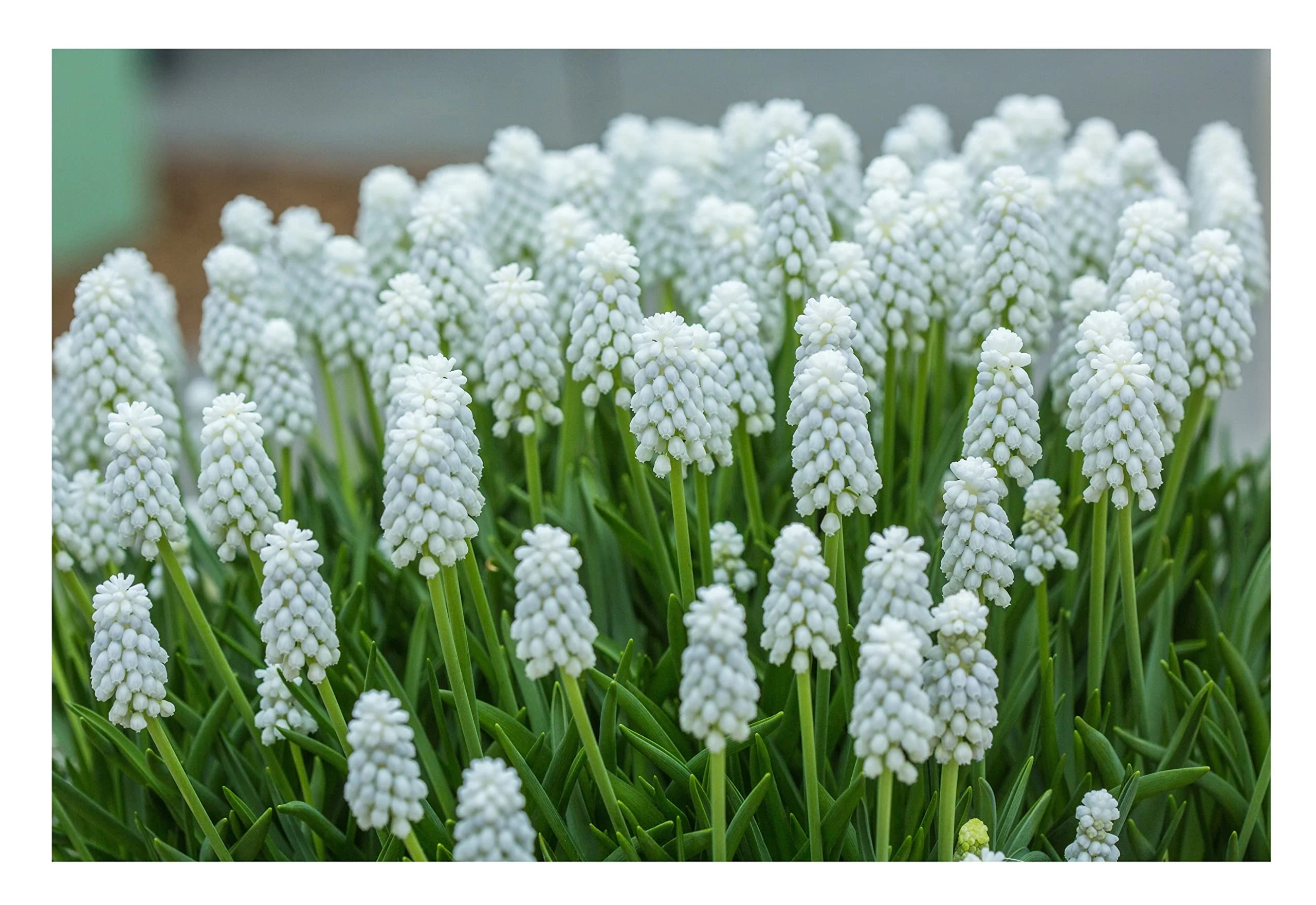 Oliwier's Bulbs 20x Muscari Botryoides Album White Grape Hyacinth Bulbs Beautiful Garden Patio Balcony Early Spring Flowers Bulbs Ready for Planting Now