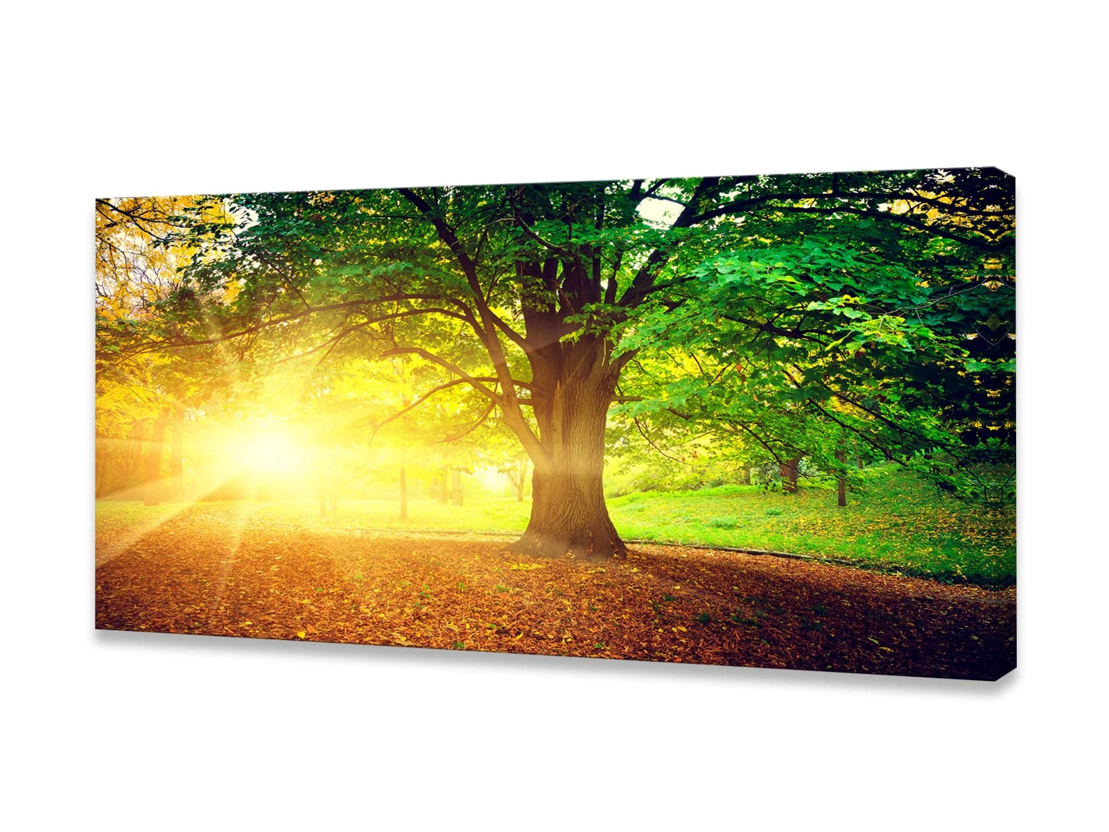 Baisuwallart S06175Wall Art Decor Canvas Print Picture Sunrise Trees 1 Panel Natural Forest Painting Yellow Artwork for Bedroom Kitchen Office Home Wall Decor Stretched and Framed Ready to Hang