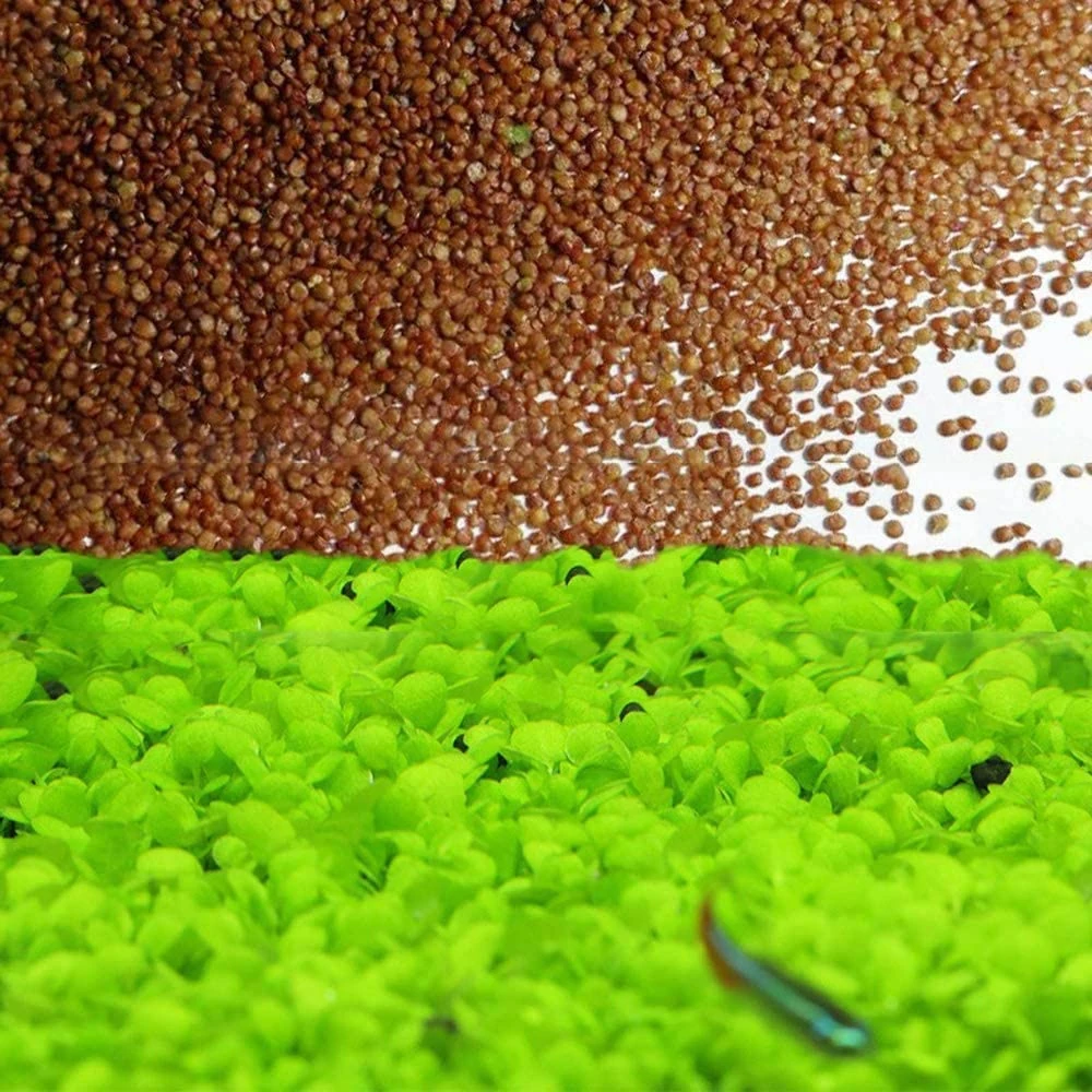 Grass Seeds Fast Growing,10g About 7500Pcs Organic Aquatic Plants Grass Seeds for Fish Tank Aquarium(Small Double Leaves)